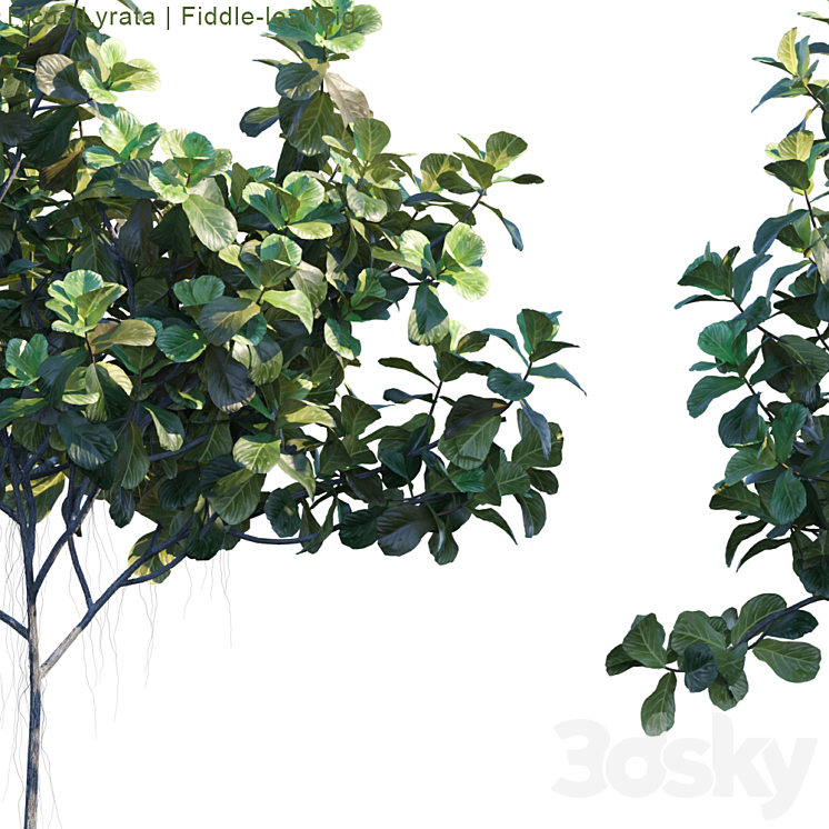 Ficus Lyrata | Feed-leaf fig # 2 3DS Max - thumbnail 2