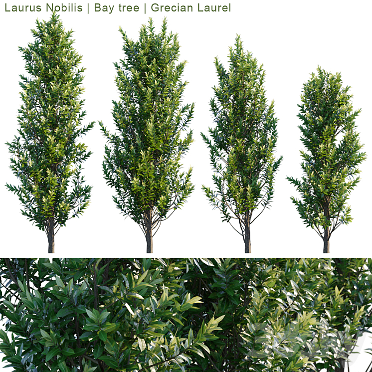 Laurus Nobilis | Bay tree | Grecian Laurel 3DS Max - thumbnail 1