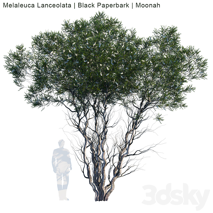 Melaleuca Lanceolata | Black Paperbark | Moonah # 1 3DS Max - thumbnail 1