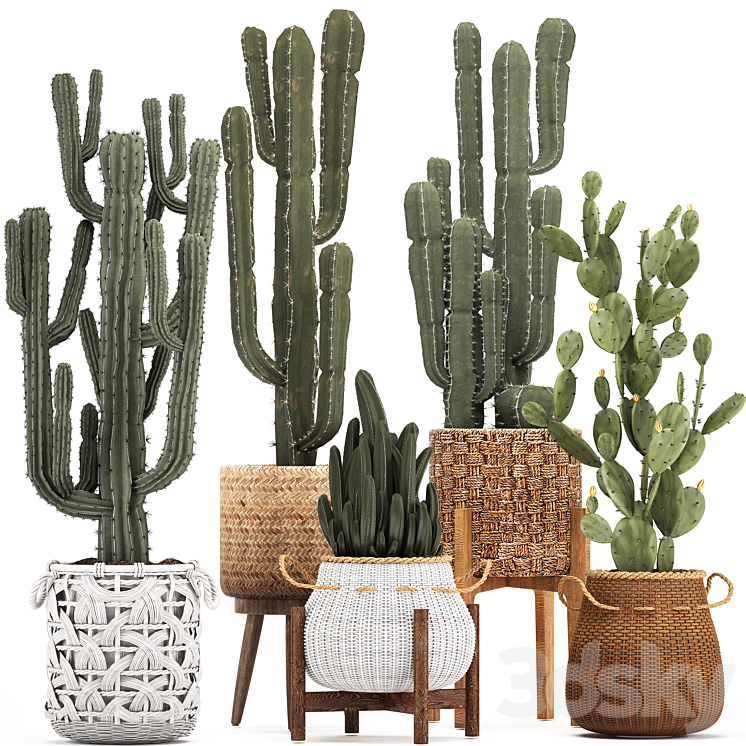 Collection of plants 330. Basket rattan prickly pear indoor cactus white basket carnegia Prickly pear desert plants eco design wicker 3DS Max - thumbnail 1