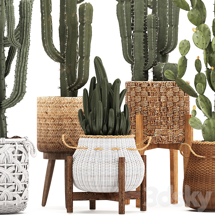 Collection of plants 330. Basket rattan prickly pear indoor cactus white basket carnegia Prickly pear desert plants eco design wicker 3DS Max - thumbnail 2