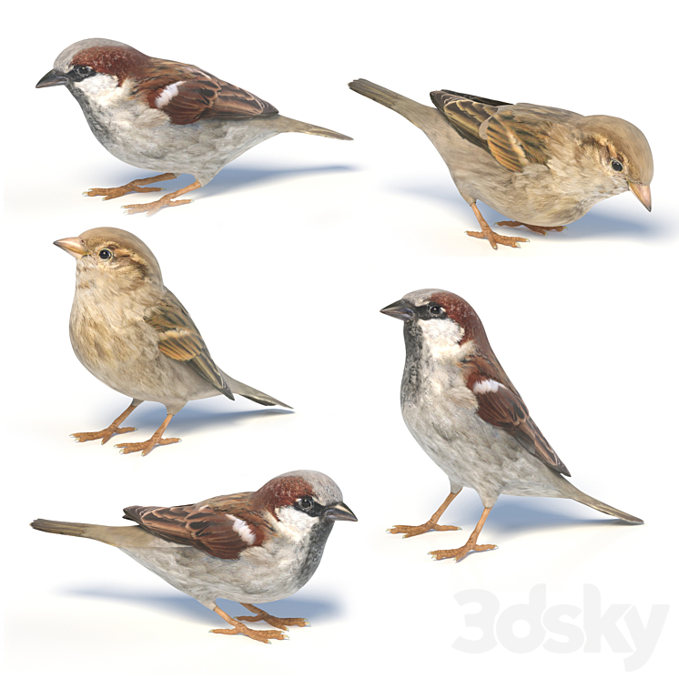 House Sparrow / 1 3D Model