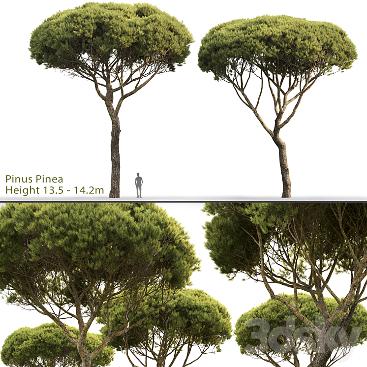 Pine 3DS Max - thumbnail 1