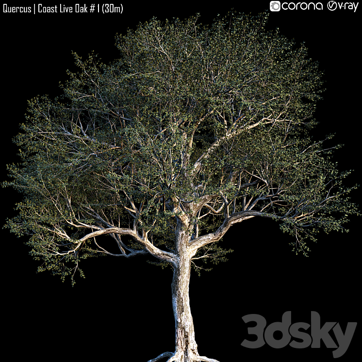 Quercus | Coast Live Oak # 1 (30m) 3DS Max - thumbnail 1