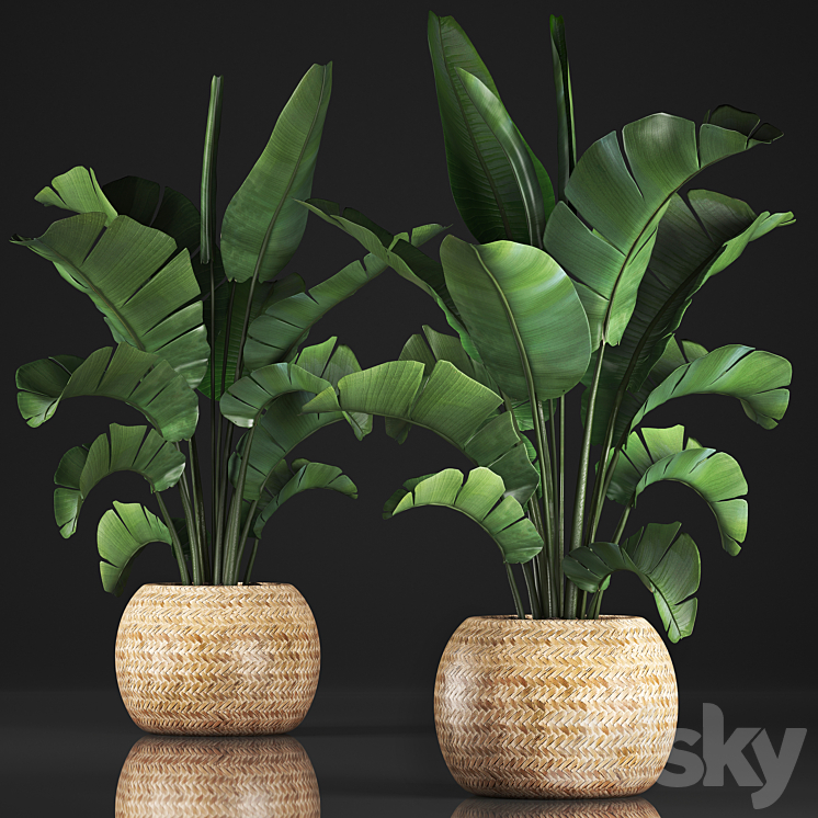Plant collection 345. Banana palm. Basket rattan indoor banana strelitzia eco design bush 3DS Max - thumbnail 1