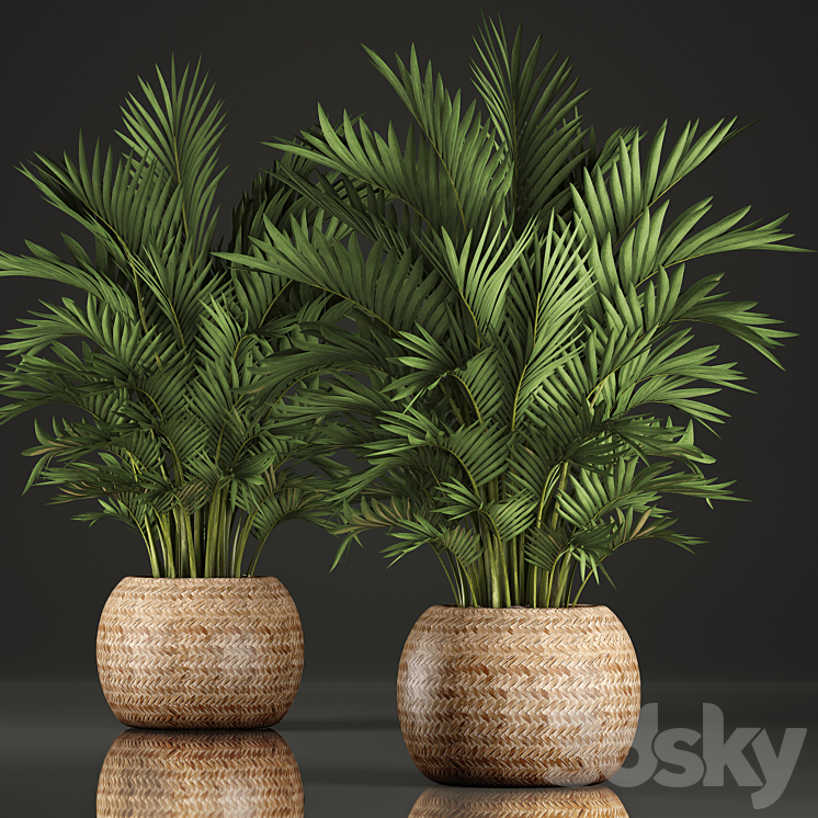 Collection of plants Howea 346. Hovea kentia basket rattan indoor palm tree eco design 3DS Max - thumbnail 1