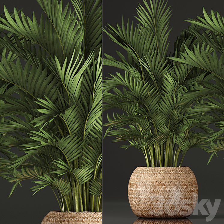Collection of plants Howea 346. Hovea kentia basket rattan indoor palm tree eco design 3DS Max - thumbnail 2