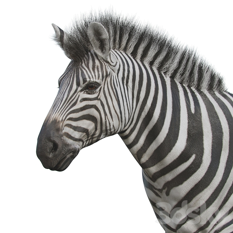 Zebra 3D Model