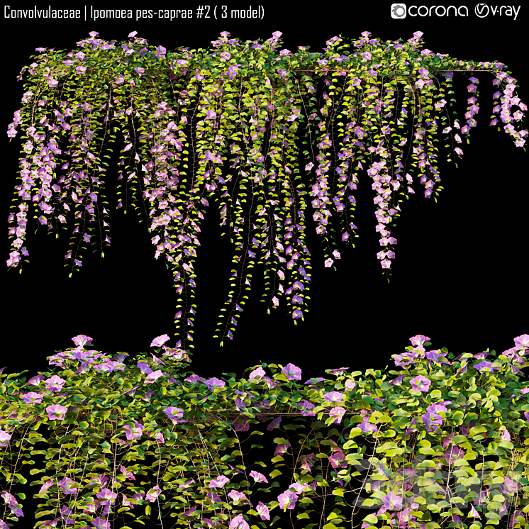Convolvulaceae | Ipomoea pes-caprae # 2 (3 model)