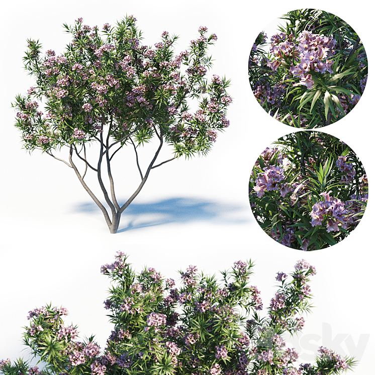 Pink Dawn Tree (Chitalpa Tashkentensis) 3DS Max - thumbnail 1
