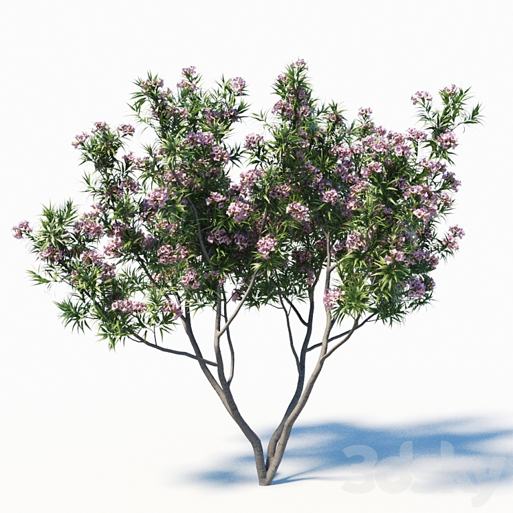 Pink Dawn Tree (Chitalpa Tashkentensis) 3DS Max - thumbnail 2