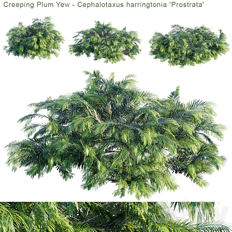 “Creeping Plum Yew | Cephalotaxus harringtonia “”Prostrata””” 3DS Max - thumbnail 1