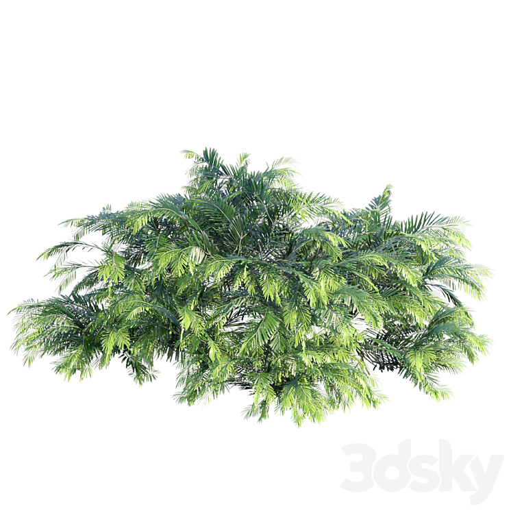 “Creeping Plum Yew | Cephalotaxus harringtonia “”Prostrata””” 3DS Max - thumbnail 2