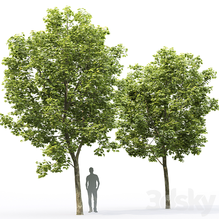 Maple 3D Model