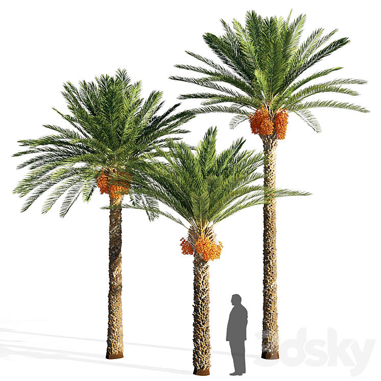 Date palm 3DS Max - thumbnail 1