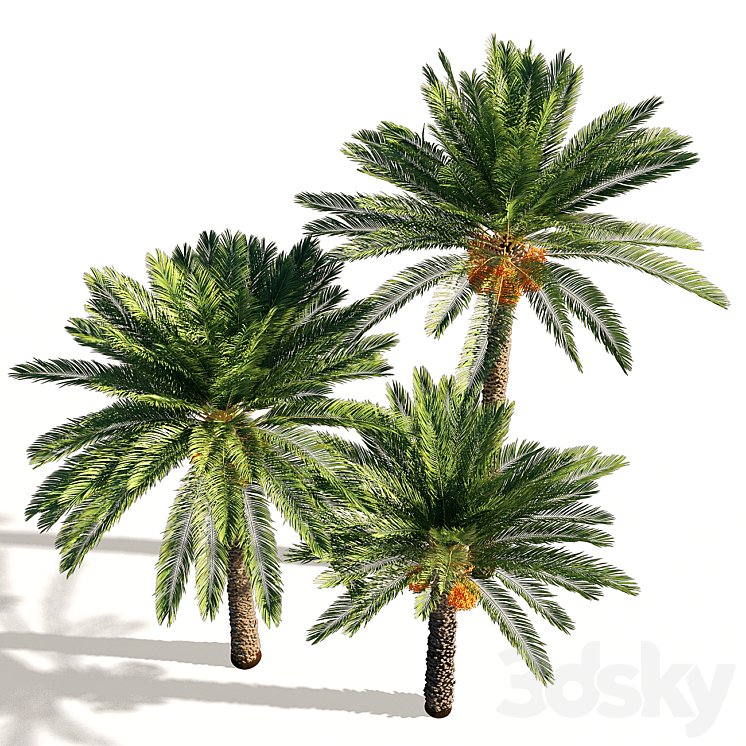 Date palm 3DS Max - thumbnail 2