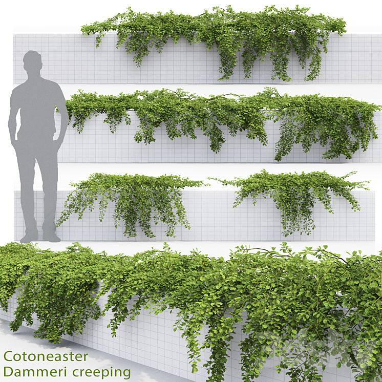 Cotoneaster 3DS Max - thumbnail 1