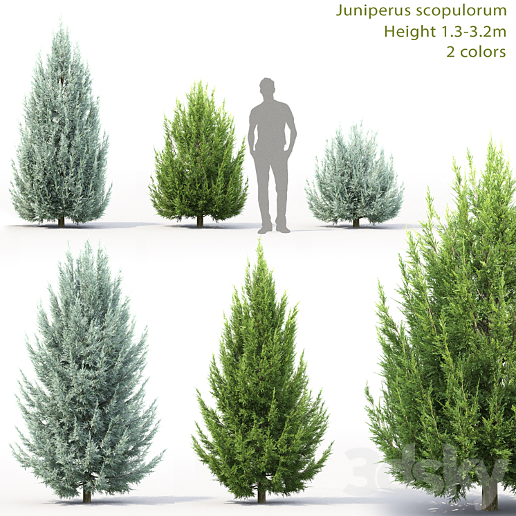 Juniperus scopulorum # 3 3DS Max - thumbnail 1
