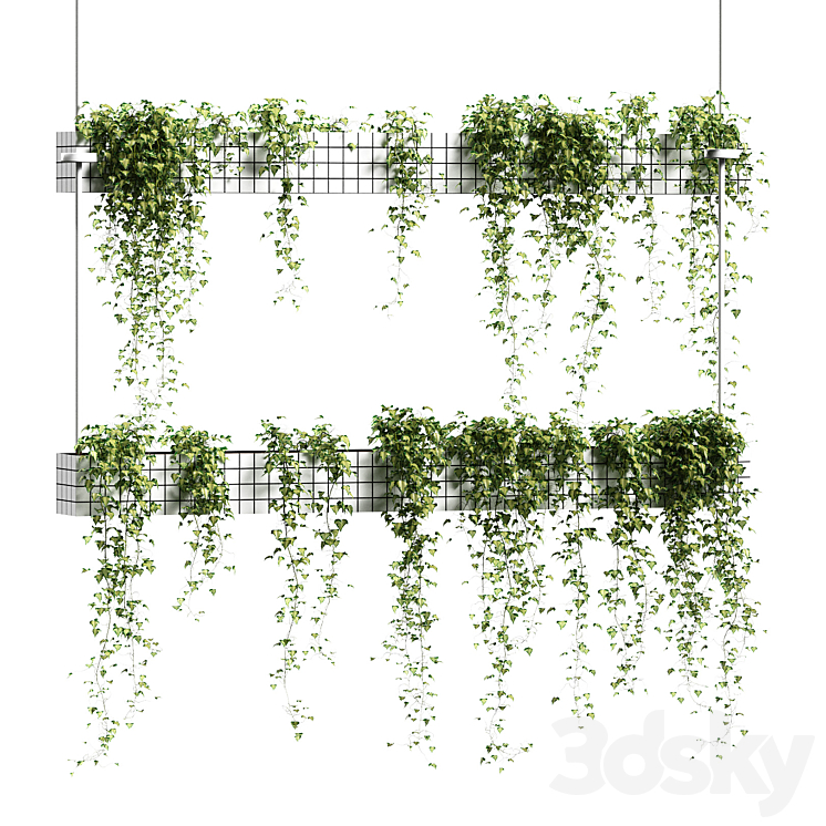 Ivy in hanging flower pots. 5 models 3D Model