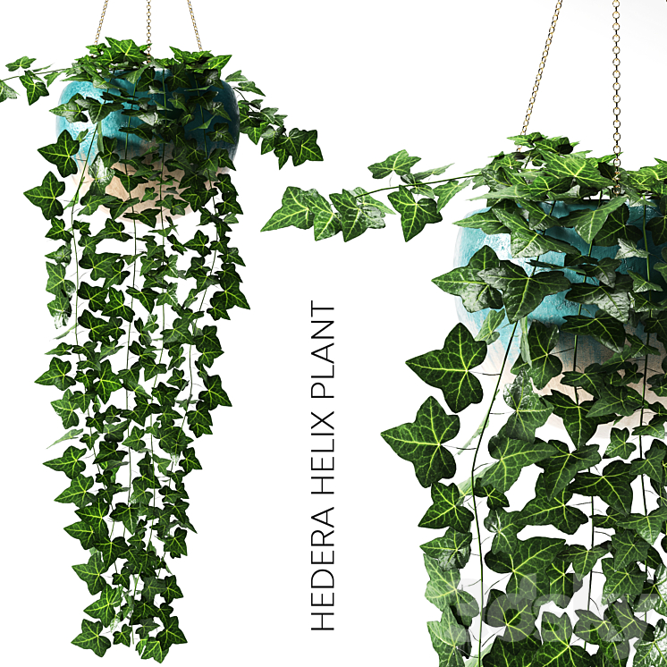 hedera helix plant 3DS Max - thumbnail 1