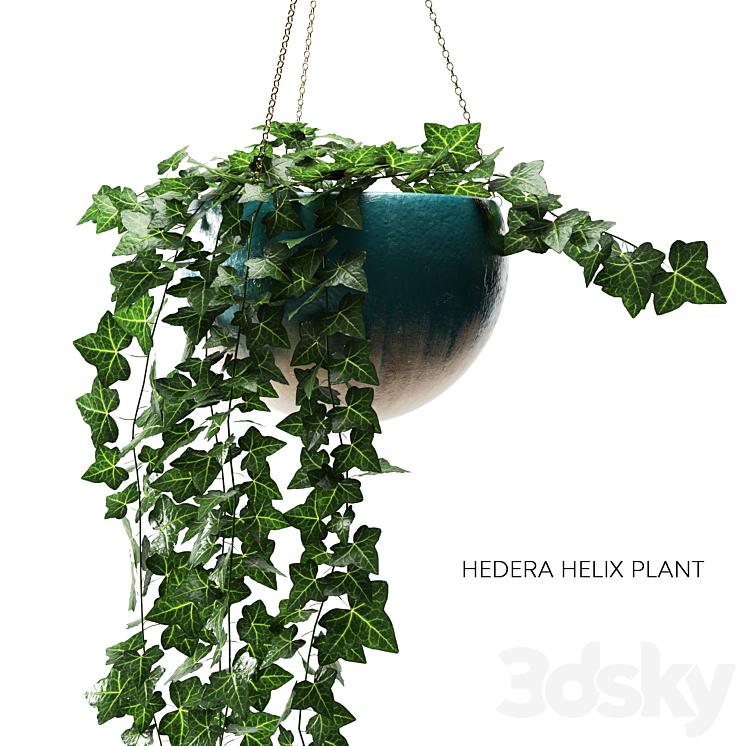 hedera helix plant 3DS Max - thumbnail 2