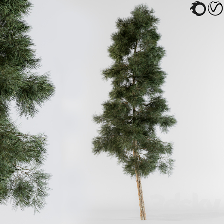 Pine tree 3DS Max - thumbnail 1