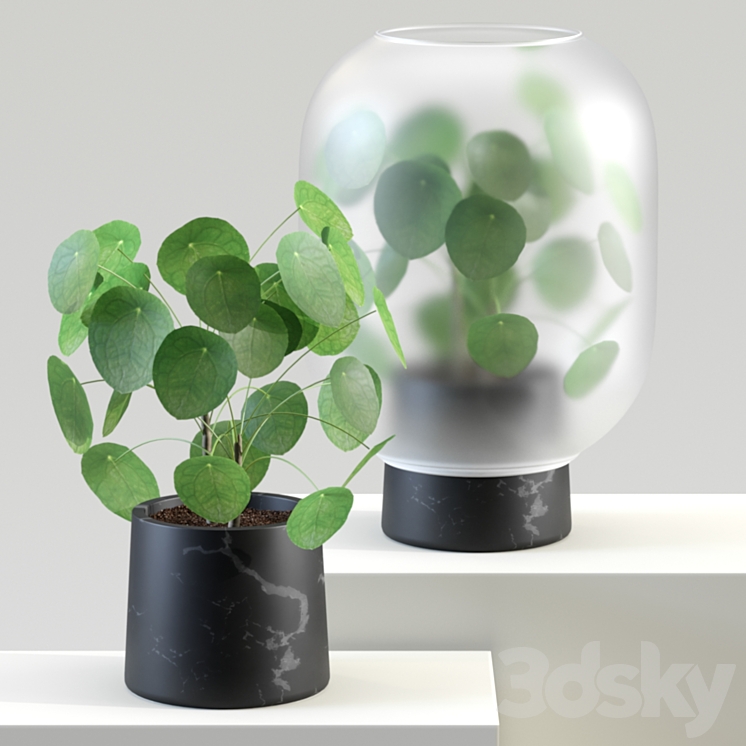 Nebl | Chinese golden tree | Pilea peperomioides 3DS Max - thumbnail 1