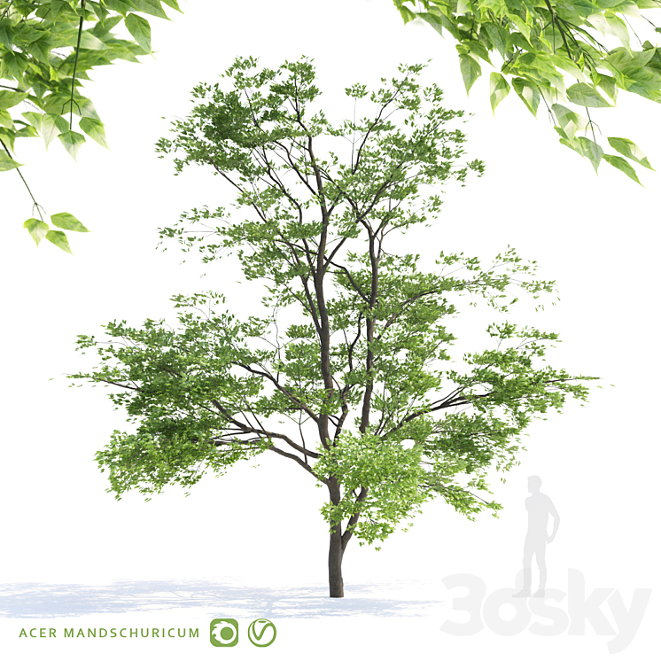 Maple tree Manchu | Acer mandschuricum v2 3DS Max - thumbnail 1