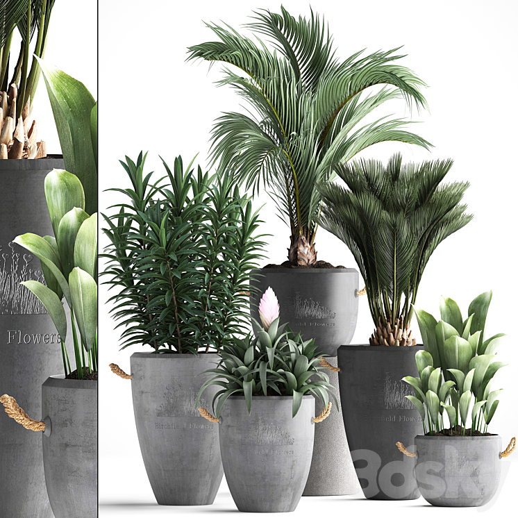 Plant Collection 379. Concrete pot ornamental palm tree bromeliad date palm oleander indoor plants outdoor bushes interior exotic 3DS Max - thumbnail 1