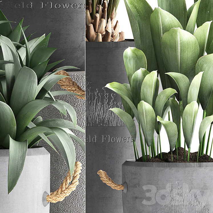 Plant Collection 379. Concrete pot ornamental palm tree bromeliad date palm oleander indoor plants outdoor bushes interior exotic 3DS Max - thumbnail 2