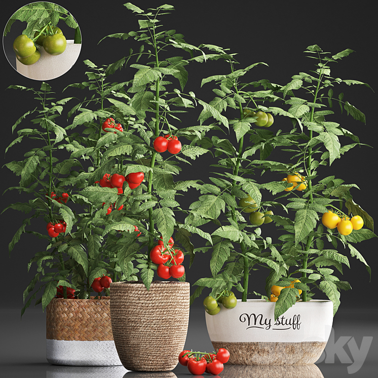 Plant Collection 385. Tomato. Kitchen garden kitchen garden vegetables tomatoes pots kitchen greens