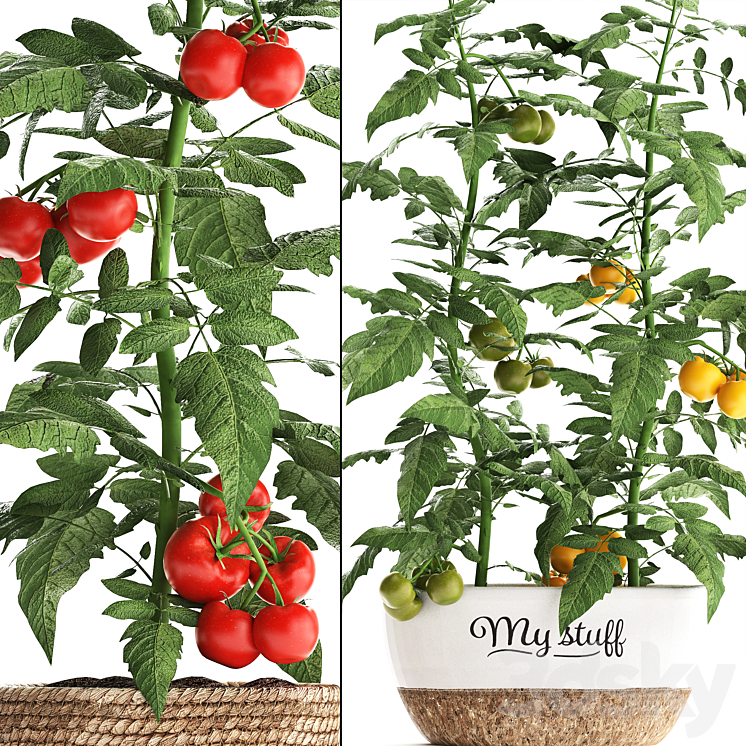 Plant Collection 385. Tomato. Kitchen garden kitchen garden vegetables tomatoes pots kitchen greens 3D Model