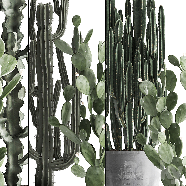 Plant Collection cactus 386. Concrete Cereus Opuntia pot flowerpot indoor plants Prickly pear outdoor desert plants cactus 3DS Max - thumbnail 2