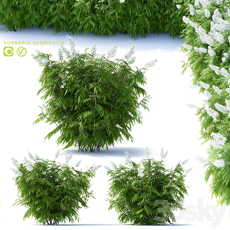 Fieldfare mountain ash 3 bushes | Sorbaria sorbifolia v2 3DS Max - thumbnail 1