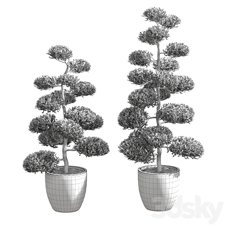 Bonsai with spherical branches. 2 models 3D Model
