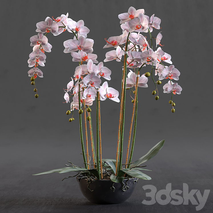 Orchid 3DS Max - thumbnail 1