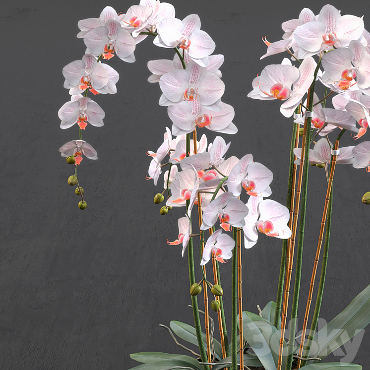 Orchid 3DS Max - thumbnail 2