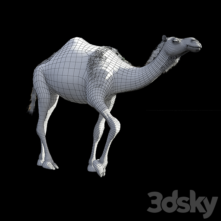 Camel 3D Model