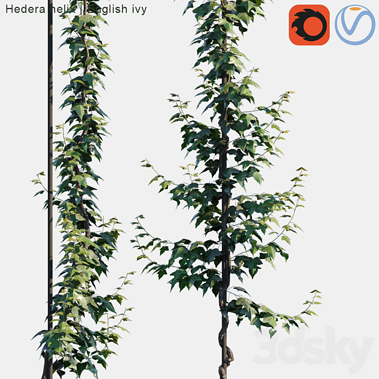 Hedera helix | English ivy vertical cordon 3D Model