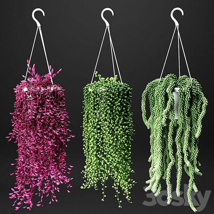 Set of hanging plants in hanging flower pots 3DS Max - thumbnail 1