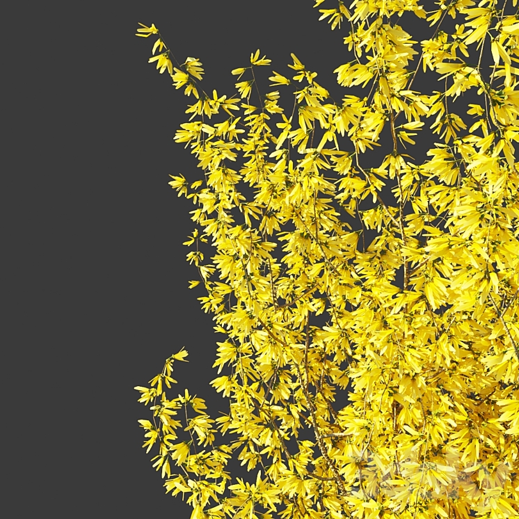 Forsythia Medium / Forsythia intermedia 3D Model