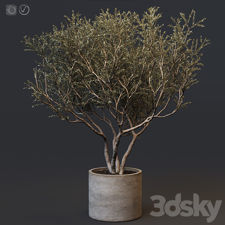 Plant set 02 – European olive 3DS Max - thumbnail 1