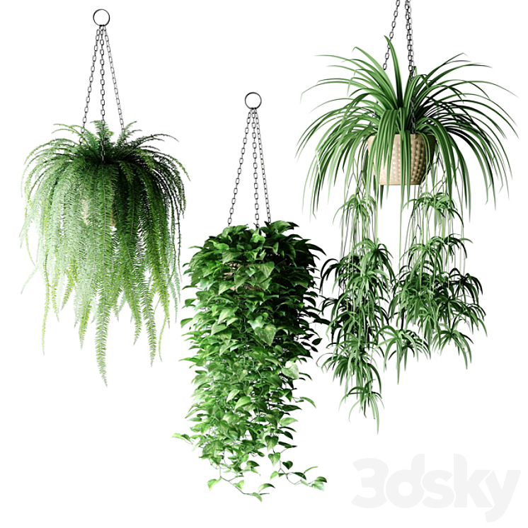 Plants in hanging wicker planters | Plants in Hanging Wicker Planters 3D Model