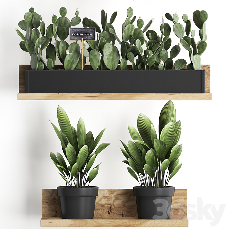 Shelf with flowers Plant  398. Cactus fern Prickly pear prickly pear indoor plants eco design 3D Model