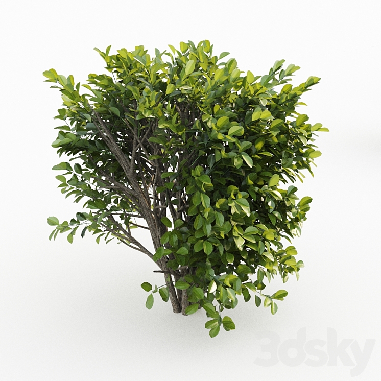Cherry laurel 3D Model