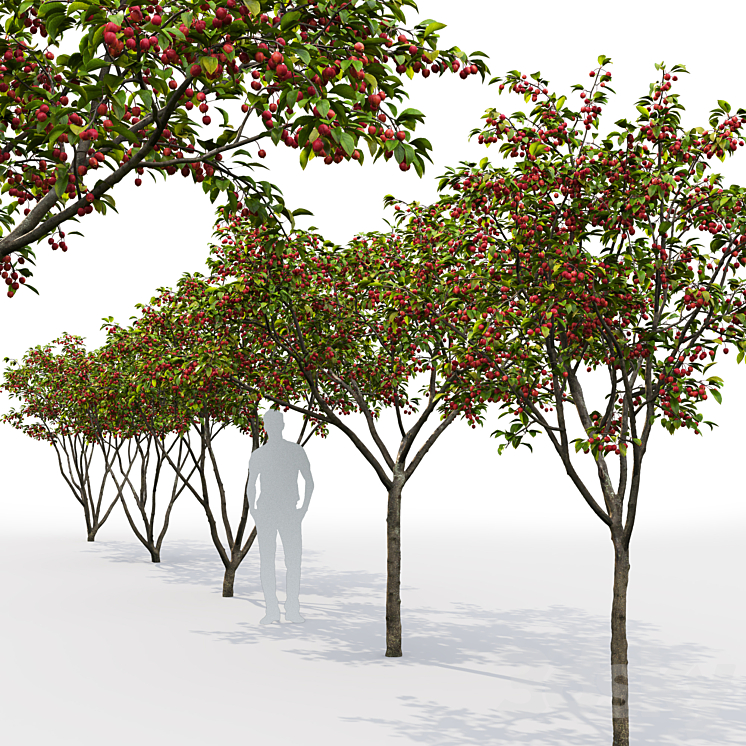 Malus Hybridus 1 3D Model
