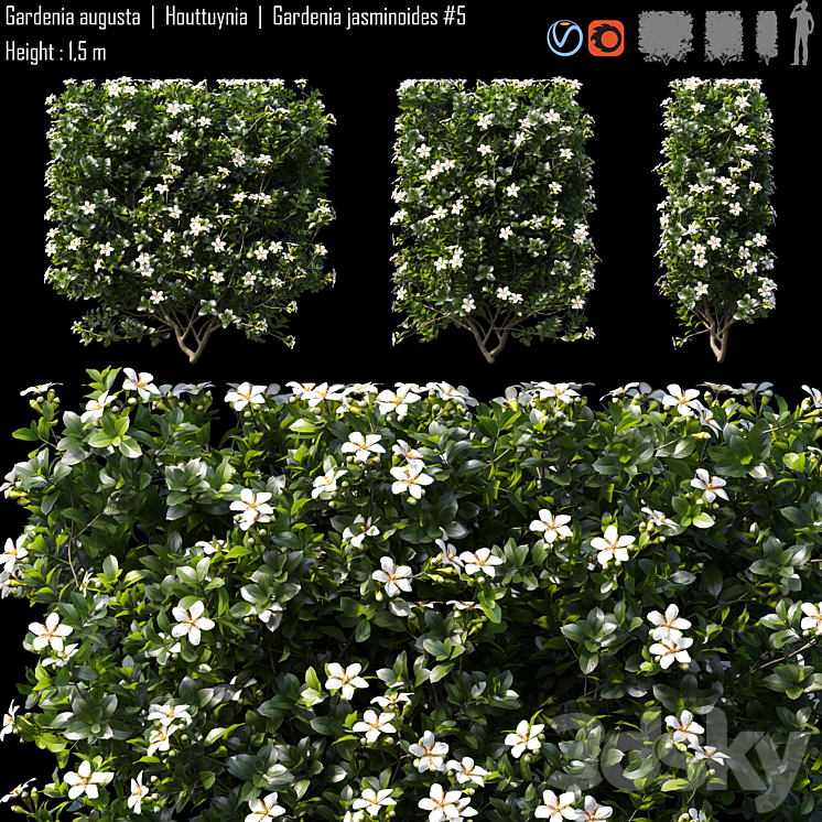 Gardenia augusta | Houttuynia | Gardenia jasminoides # 5 3DS Max - thumbnail 1