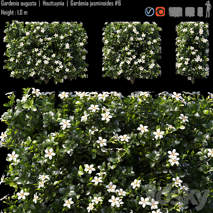 Gardenia augusta | Houttuynia | Gardenia jasminoides # 6 3DS Max - thumbnail 1