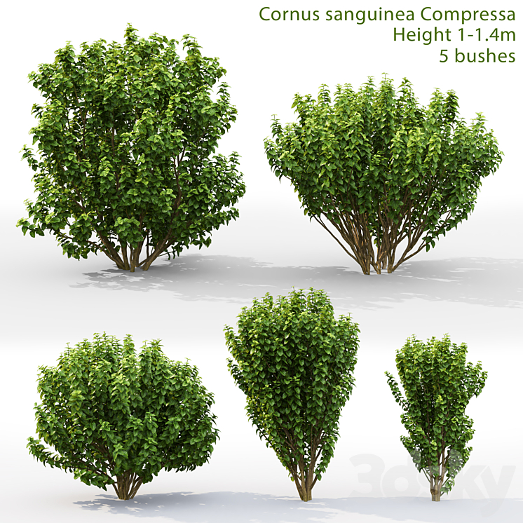 Derain Compress | Cornus sanguinea Compressa # 1 3DS Max - thumbnail 1