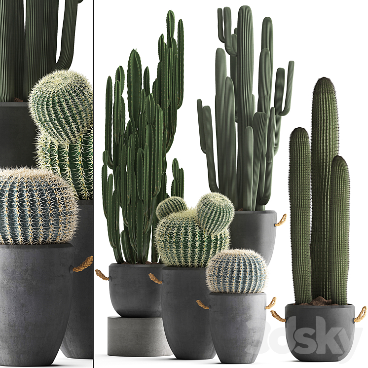 Collection of plants 411. Cactus set. Echinocactus Cereus Carnegia Barrel cactus indoor plants concrete pot outdoor 3DS Max - thumbnail 1
